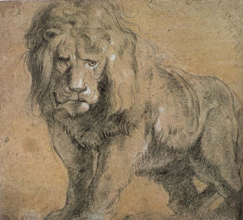 Peter Paul Rubens Standing lion oil painting image